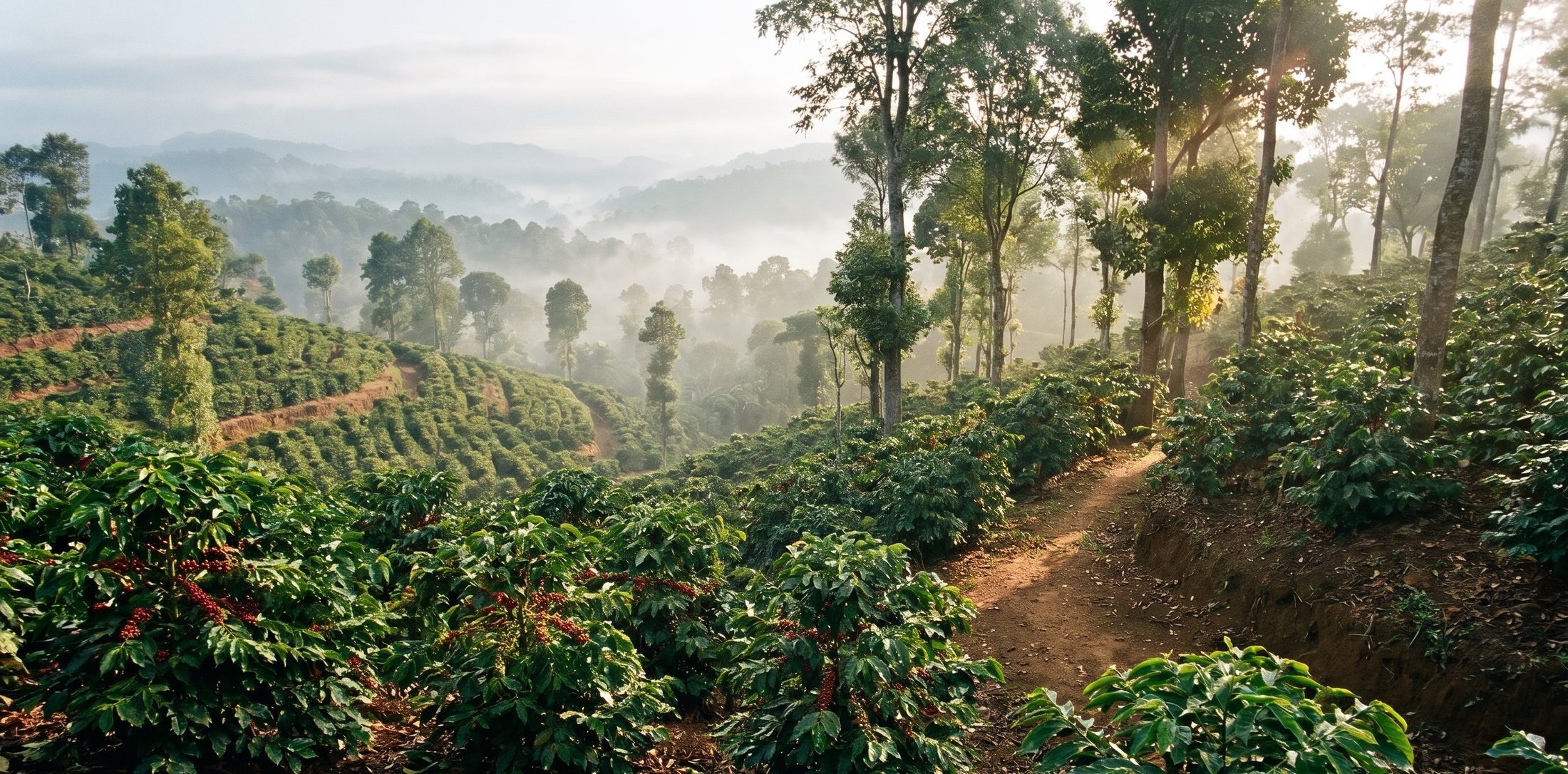 Coffee plants heavy with red cherries on a misty hillside farm, under tall shade trees